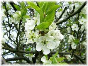 Kirschbl�te